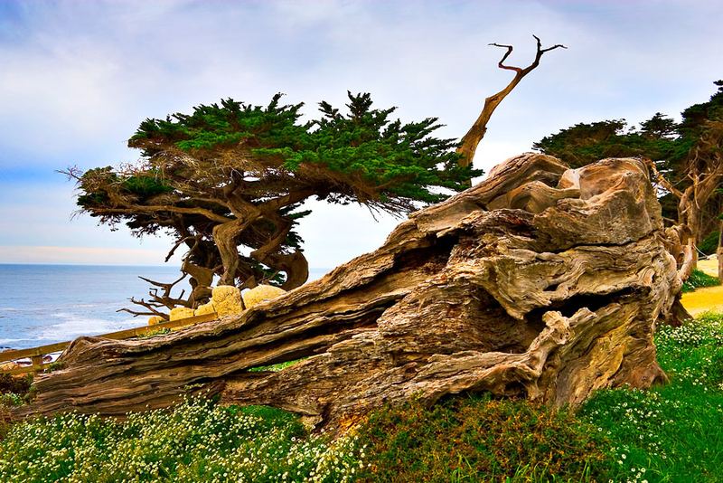 Cypress, Big Sur